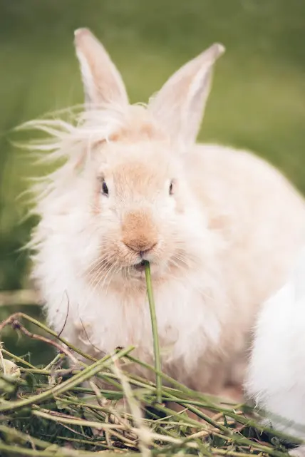 conejo